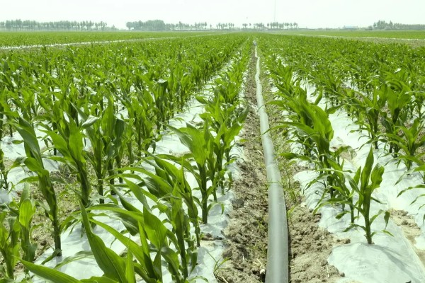 玉米抽雄和吐丝期的田间管理技术，要根据情况适当追肥