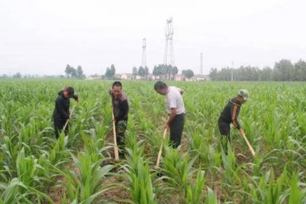 玉米抽雄和吐丝期的田间管理技术，要根据情况适当追肥