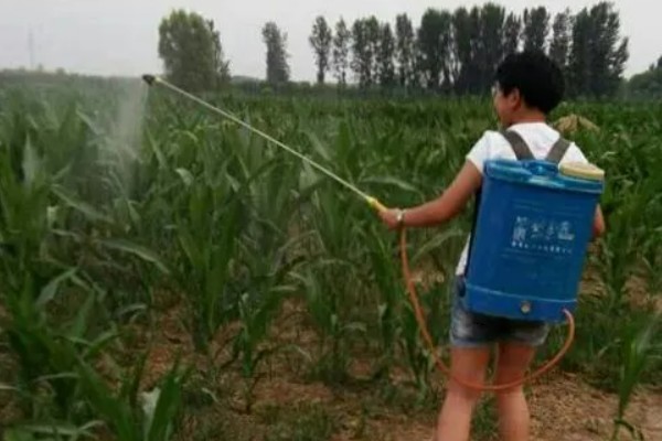 玉米抽雄和吐丝期的田间管理技术，要根据情况适当追肥