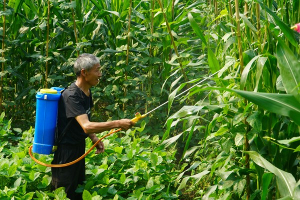 玉米抽雄和吐丝期的田间管理技术，要根据情况适当追肥