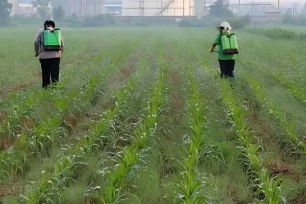 玉米抽雄和吐丝期的田间管理技术，要根据情况适当追肥