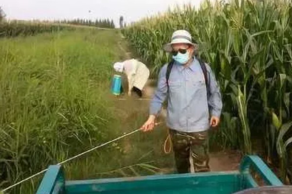 玉米抽雄和吐丝期的田间管理技术，要根据情况适当追肥