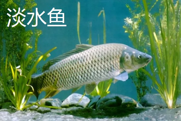 淡水鱼与海水鱼的腥味来源，淡水鱼的腥味来源于土臭素