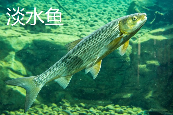 淡水鱼与海水鱼的腥味来源，淡水鱼的腥味来源于土臭素