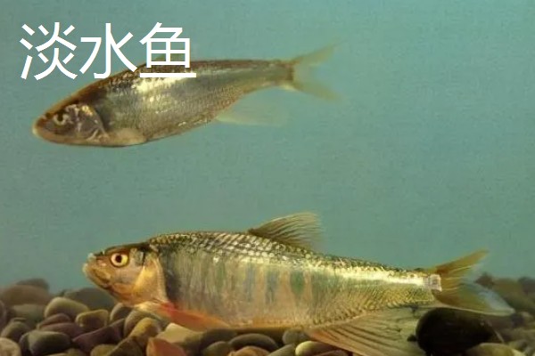 淡水鱼与海水鱼的腥味来源，淡水鱼的腥味来源于土臭素