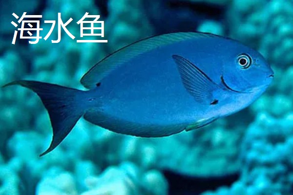 淡水鱼与海水鱼的腥味来源，淡水鱼的腥味来源于土臭素