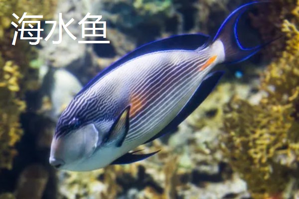 淡水鱼与海水鱼的腥味来源，淡水鱼的腥味来源于土臭素