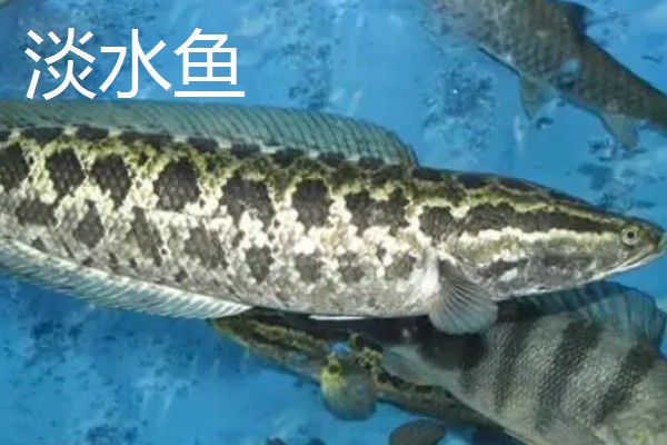 淡水鱼与海水鱼的腥味来源，淡水鱼的腥味来源于土臭素