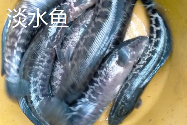 淡水鱼与海水鱼的腥味来源，淡水鱼的腥味来源于土臭素