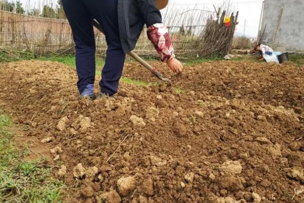 花生的种植时间，主要取决于种植地区的气候环境