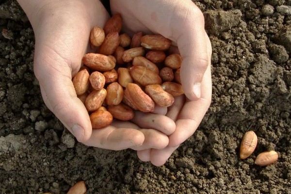 花生的种植时间，主要取决于种植地区的气候环境