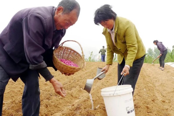 花生的种植时间，主要取决于种植地区的气候环境