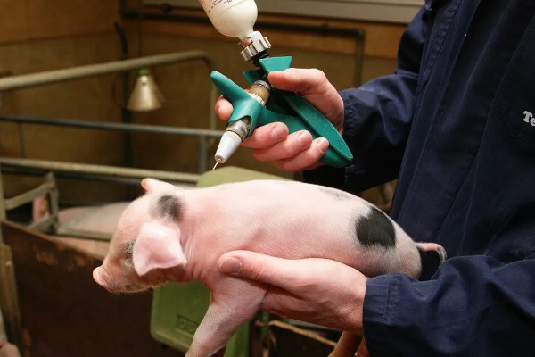 猪口蹄疫苗注射多少天后见效,14-15天后产生抗体