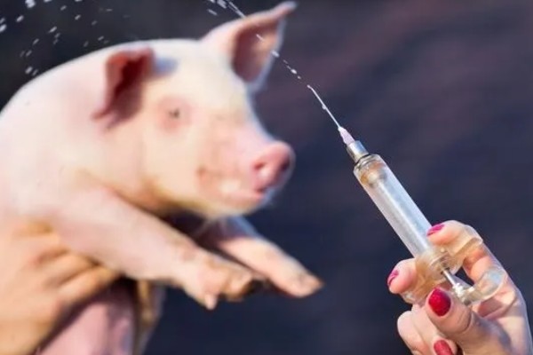 猪口蹄疫苗注射多少天后见效,14-15天后产生抗体