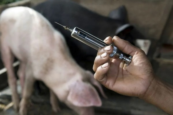 猪口蹄疫苗注射多少天后见效,14-15天后产生抗体