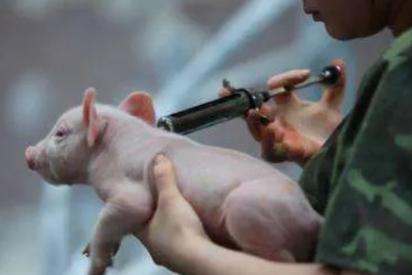 猪口蹄疫苗注射多少天后见效,14-15天后产生抗体