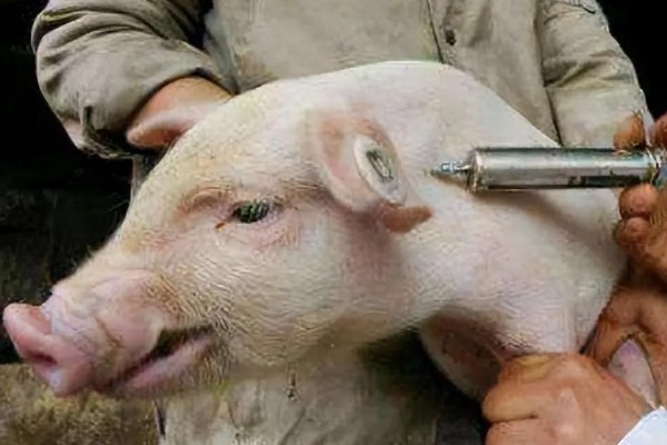 猪口蹄疫苗注射多少天后见效,14-15天后产生抗体