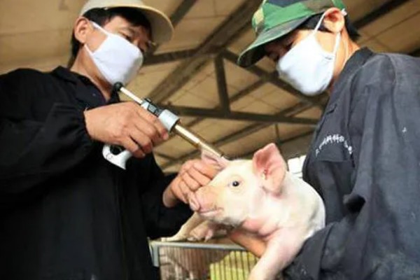 猪口蹄疫苗注射多少天后见效,14-15天后产生抗体