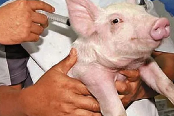 猪口蹄疫苗注射多少天后见效,14-15天后产生抗体