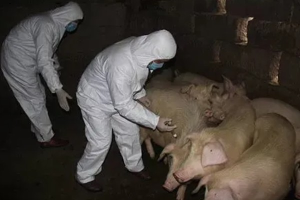 猪口蹄疫苗注射多少天后见效,14-15天后产生抗体