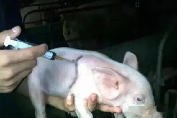 猪口蹄疫苗注射多少天后见效,14-15天后产生抗体