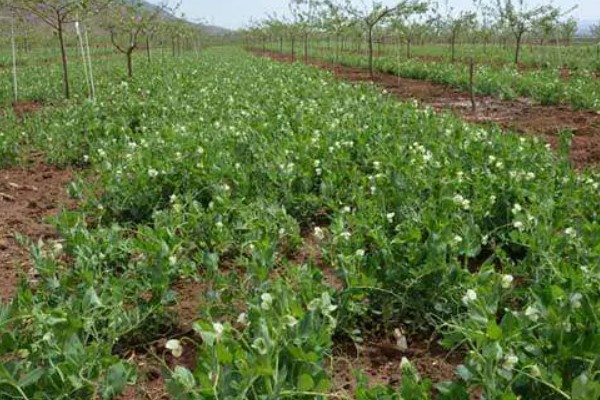 五月份能种豌豆吗,完全可以种植豌豆的