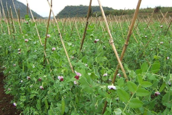 五月份能种豌豆吗,完全可以种植豌豆的