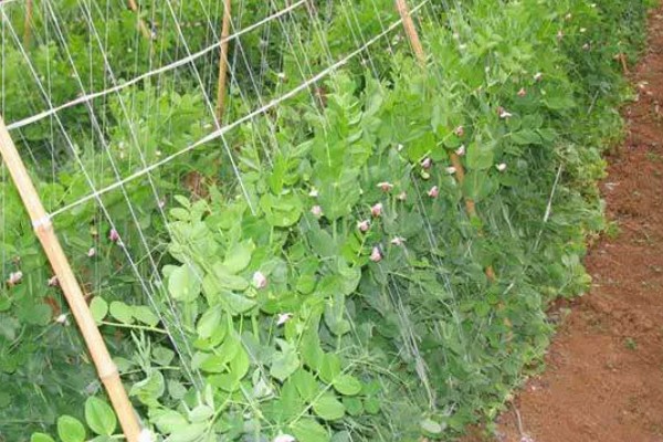 五月份能种豌豆吗,完全可以种植豌豆的