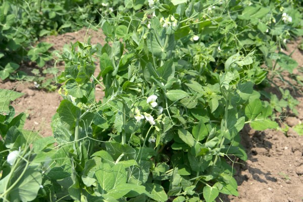 五月份能种豌豆吗,完全可以种植豌豆的