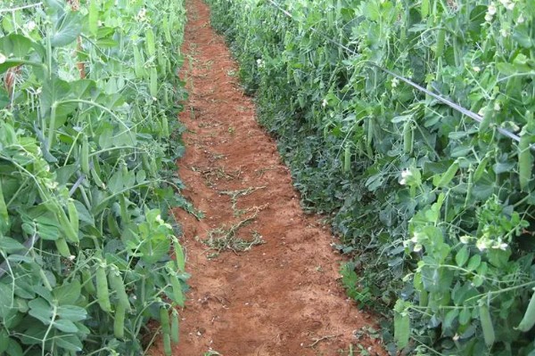 五月份能种豌豆吗,完全可以种植豌豆的