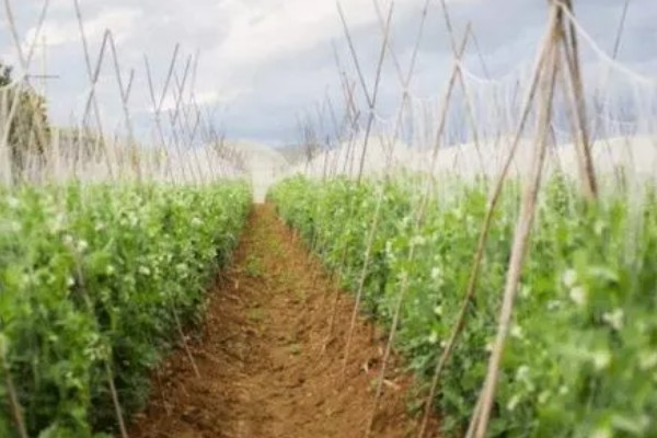 五月份能种豌豆吗,完全可以种植豌豆的