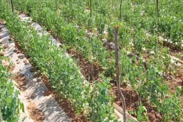 五月份能种豌豆吗,完全可以种植豌豆的