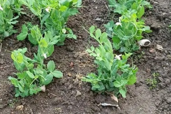 五月份能种豌豆吗,完全可以种植豌豆的