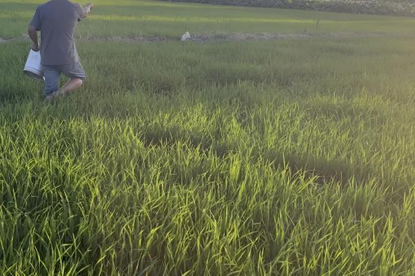 水稻的施肥量，各个时期的施肥量不同