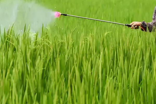 水稻的施肥量，各个时期的施肥量不同