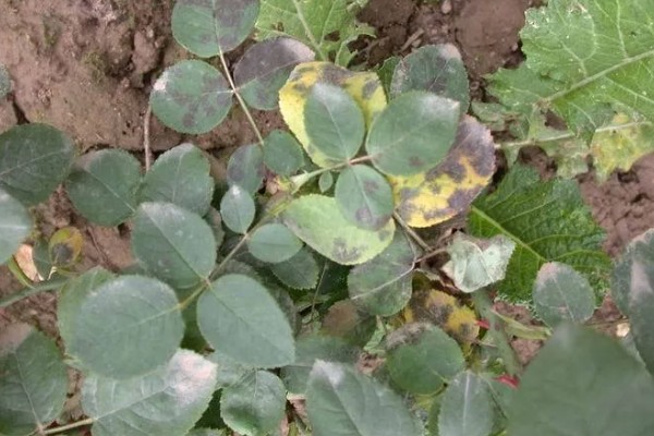 月季黑斑病能不能自愈，不可自愈