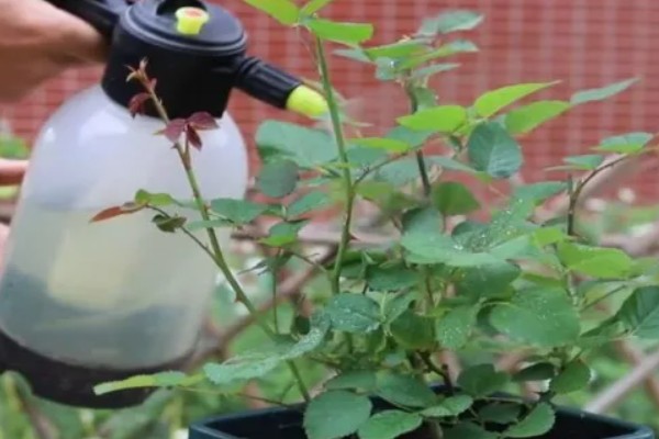 月季黑斑病能不能自愈，不可自愈