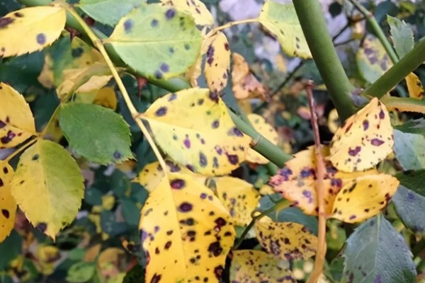 月季黑斑病能不能自愈，不可自愈