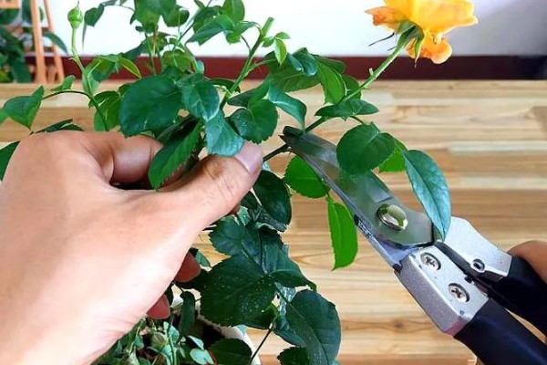 月季黑斑病能不能自愈，不可自愈