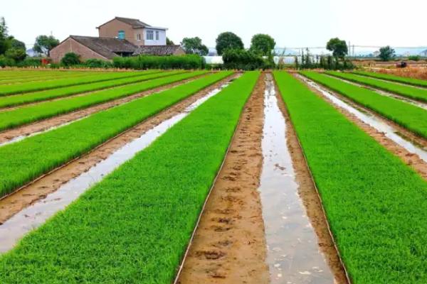 如何化学防治秧田青苔,可以用硫酸铜防治