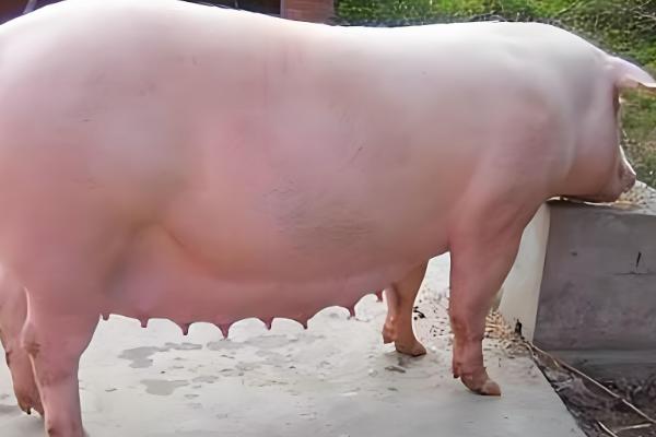 养母猪喂什么东西，根据不同时期饲喂不同的饲料