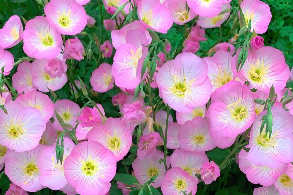 月见草是夜来香吗，月见草不是夜来香