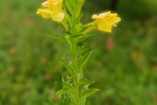 月见草是夜来香吗，月见草不是夜来香