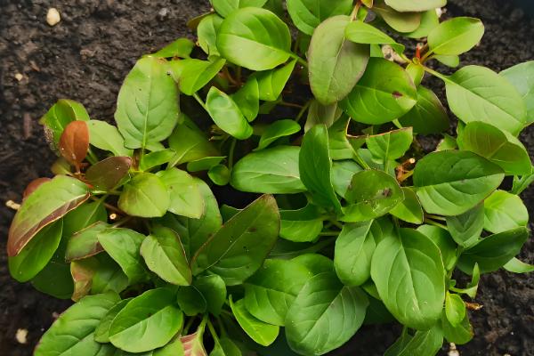 月见草是夜来香吗，月见草不是夜来香