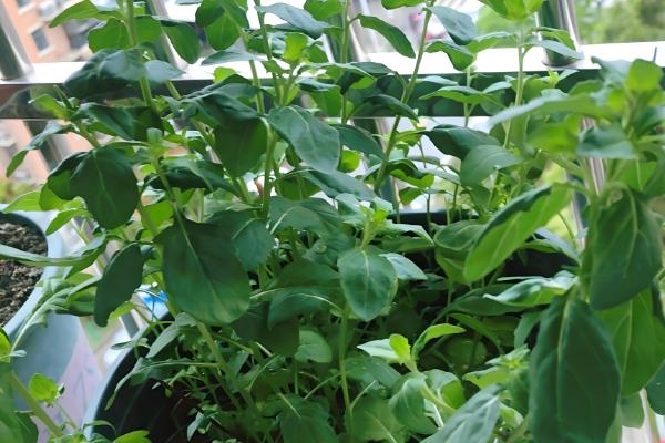 月见草是夜来香吗，月见草不是夜来香