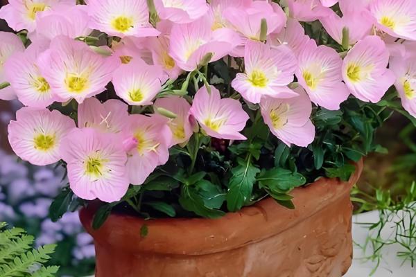 月见草是夜来香吗，月见草不是夜来香