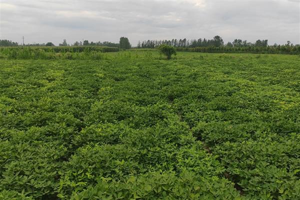 麦茬花生多久可以收获，种植110-120天左右可收获