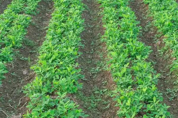 麦茬花生多久可以收获，种植110-120天左右可收获