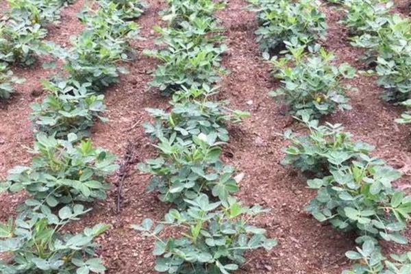 麦茬花生多久可以收获，种植110-120天左右可收获