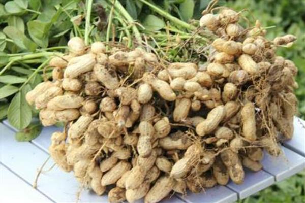 麦茬花生多久可以收获，种植110-120天左右可收获